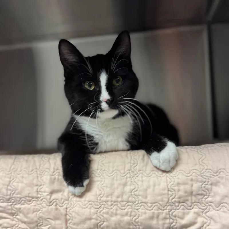 An adult medium-sized male Black Domestic Short Hair cat named Mavis for adoption in Hendersonville, NC