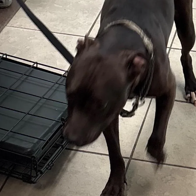 An adult medium-sized female Black Mixed Breed dog named Liza for adoption in Columbus, GA
