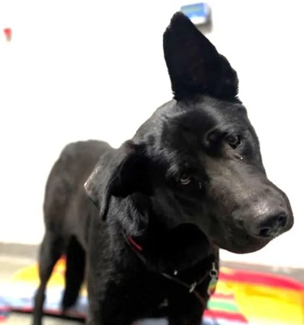 An adult extra large-sized female German Shepherd Dog dog named Luna for adoption in Escondido, CA