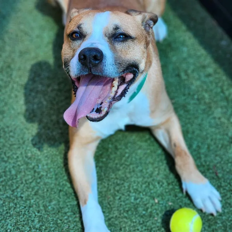 An adult large-sized male Yellow / Tan / Blond / Fawn Mixed Breed dog named Ollie for adoption in Greensboro, NC