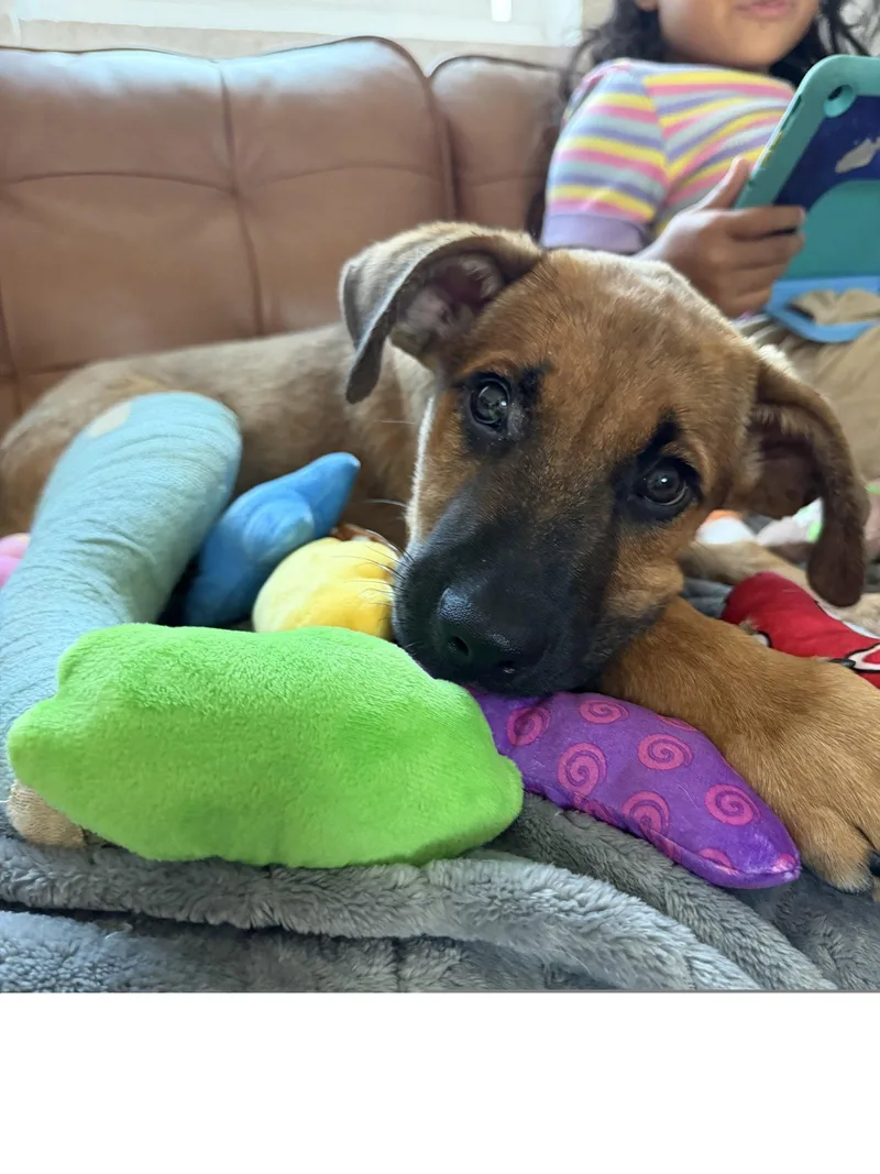 A baby large-sized male Mixed Breed dog named Gus for adoption in Roseville, CA