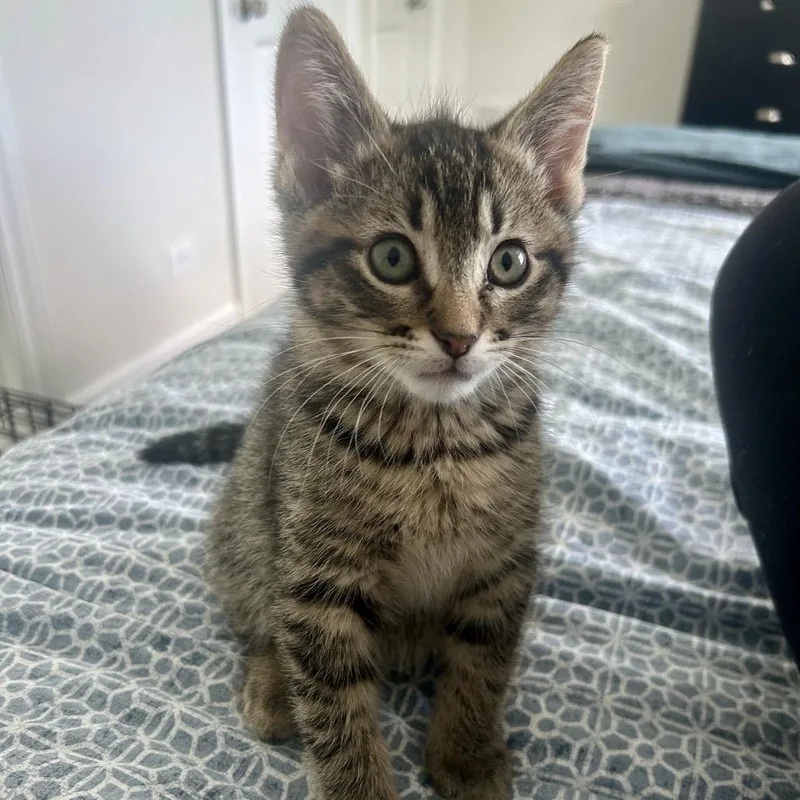 A baby small-sized male Brown / Chocolate Domestic Short Hair cat named Macaroni for adoption in Wheeling, IL