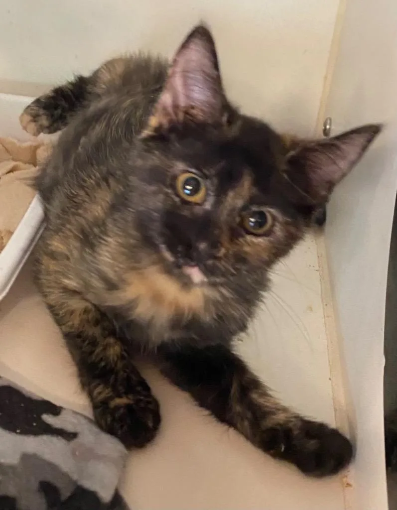 A baby medium-sized female Domestic Short Hair cat named Harlow for adoption in Cumming, GA