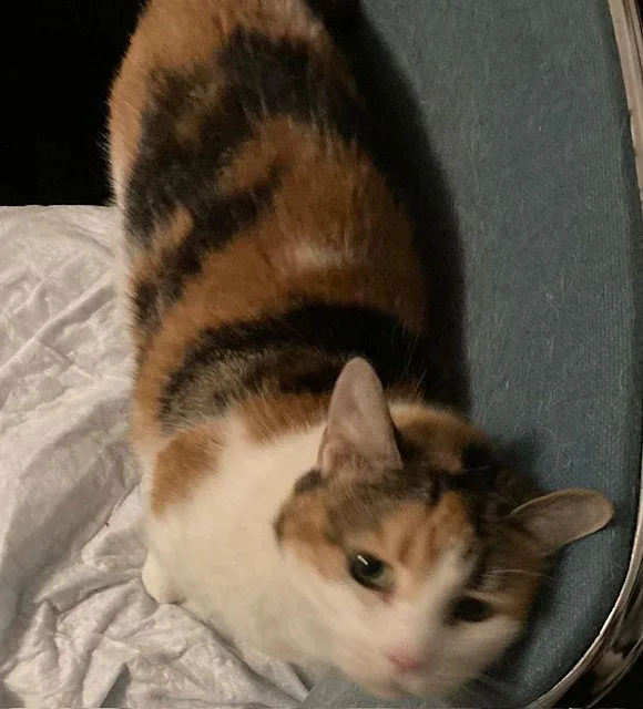 California Girl thumbnail 2