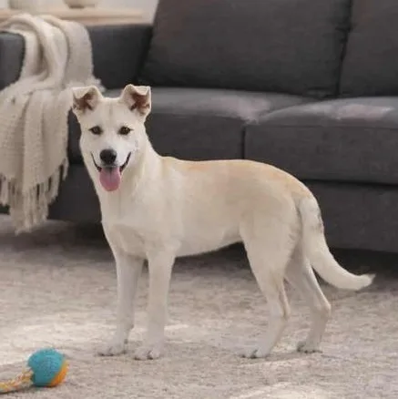 A young medium-sized male White / Cream Labrador Retriever dog named Luke for adoption in Commerce City, CO