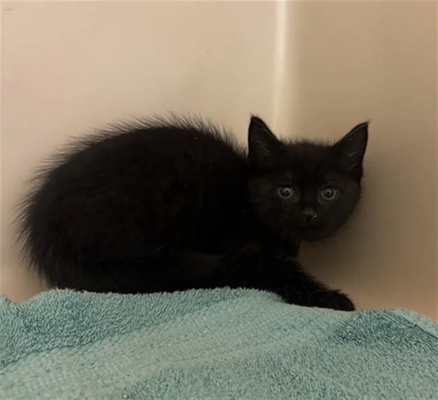 A baby small-sized male Domestic Short Hair cat named Surfer for adoption in Statesville, NC