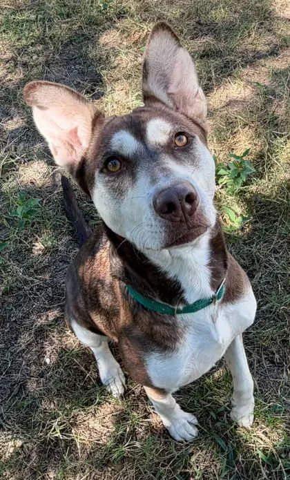 A young medium-sized female Brown / Chocolate Husky dog named Lily for adoption in Inverness, FL