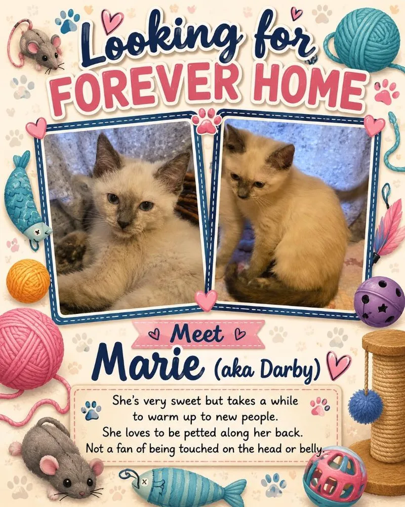 A baby medium-sized female Domestic Short Hair cat named Marie for adoption in Rome, GA