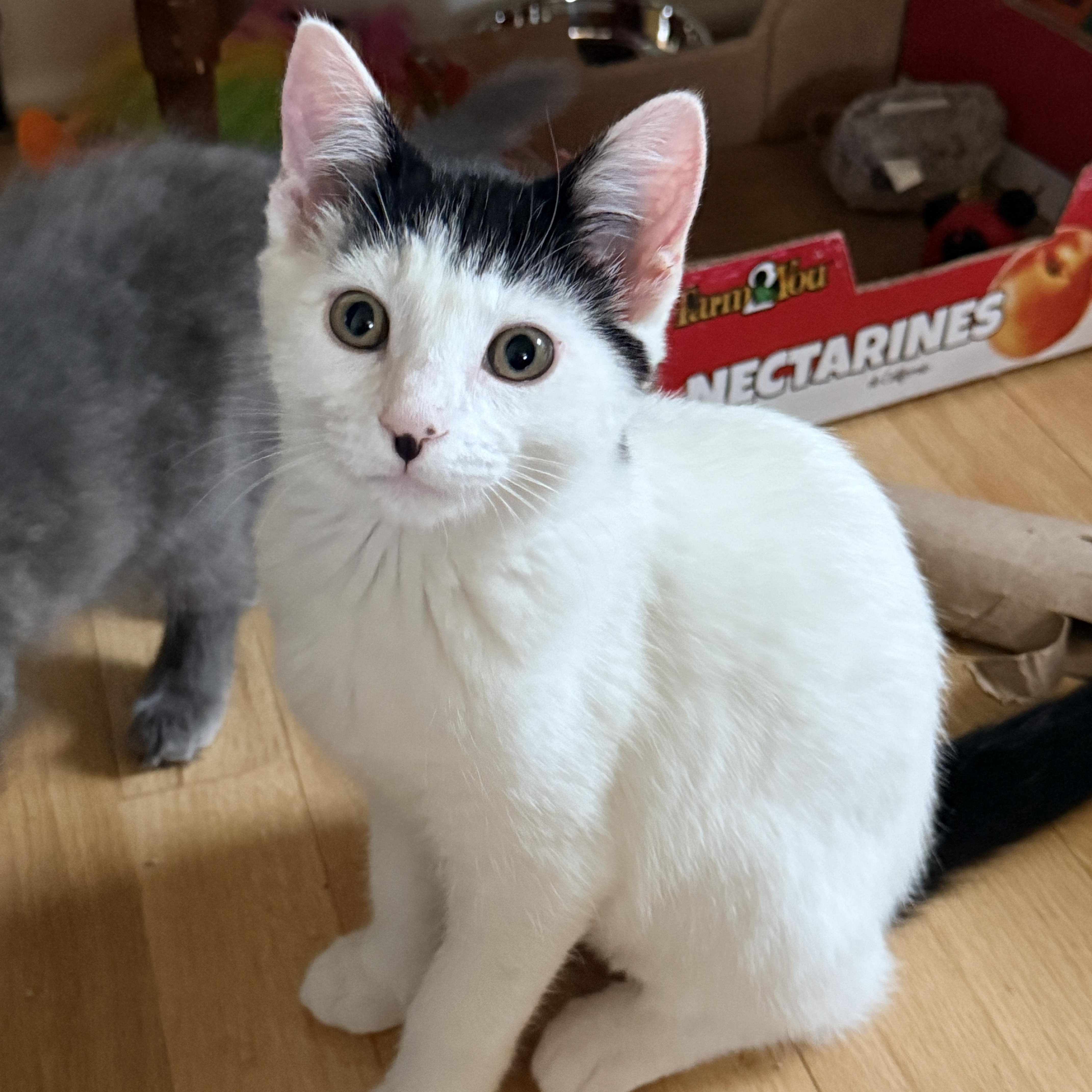 A baby medium-sized female White Domestic Short Hair cat named Bessie for adoption in Portland, OR