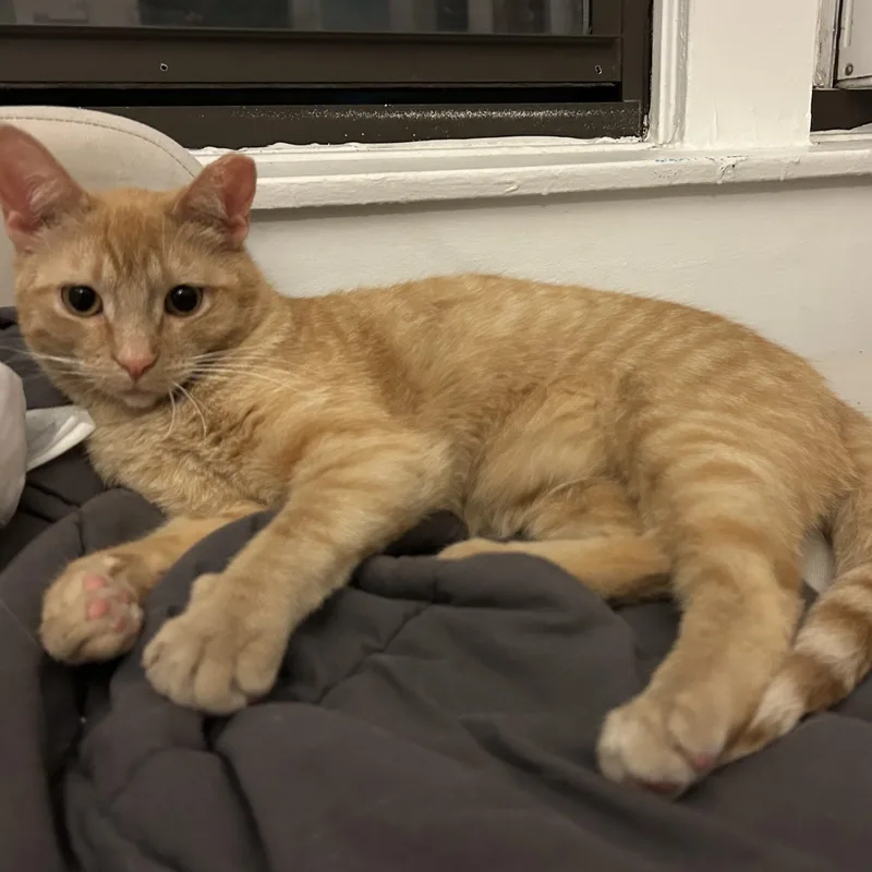 A young medium-sized male Tabby (Orange / Red) Domestic Short Hair cat named Garlic for adoption in Chicago, IL