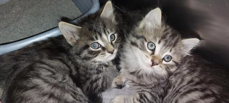 A baby medium-sized male Domestic Medium Hair cat named Conifer for adoption in Mocksville, NC