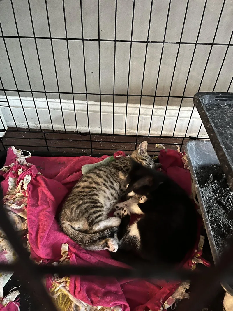 A baby medium-sized male Domestic Short Hair cat named Chevy for adoption in Broomall, PA