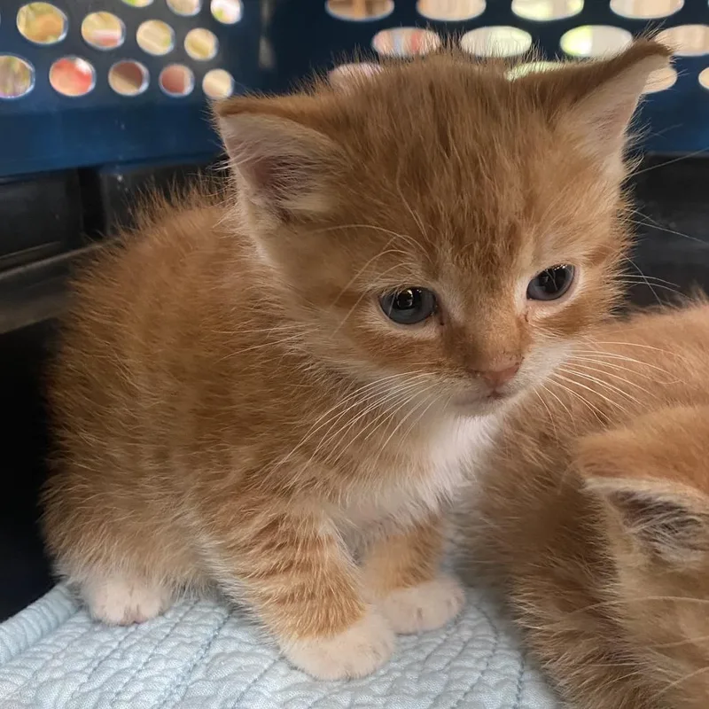 A baby small-sized male Orange / Red Domestic Short Hair cat named Kermit for adoption in Harrisonburg, VA