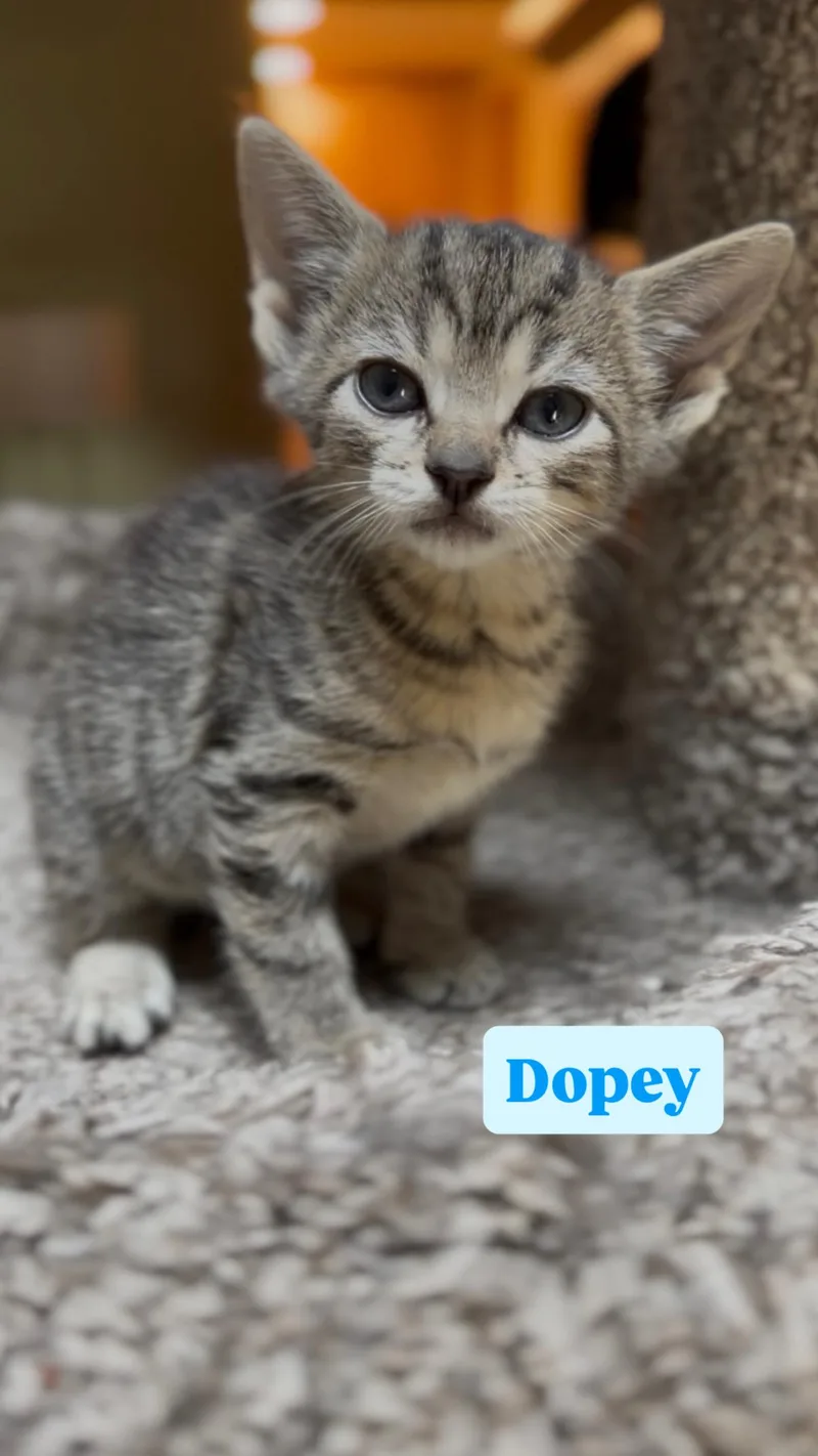 A baby medium-sized male Domestic Short Hair cat named Dopey for adoption in Crown Point, IN