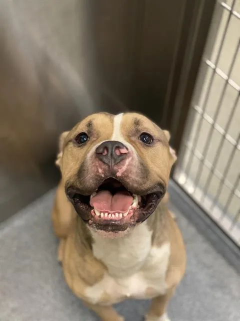 An adult large-sized male Mixed Breed dog named Marco for adoption in Dallas, TX