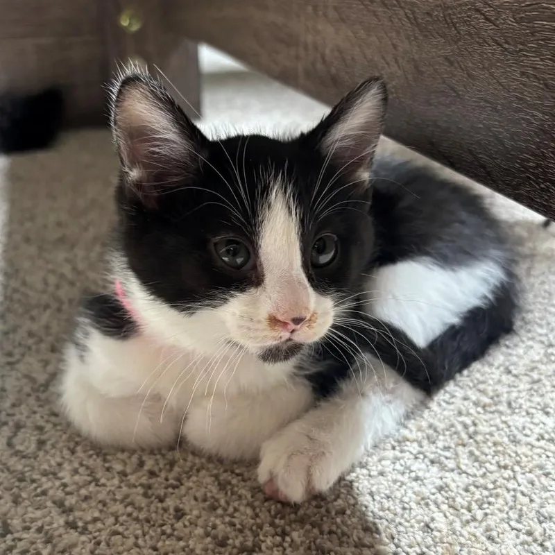 A baby small-sized female Black & White / Tuxedo Domestic Short Hair cat named Daisy Hildreth for adoption in Morrison, CO