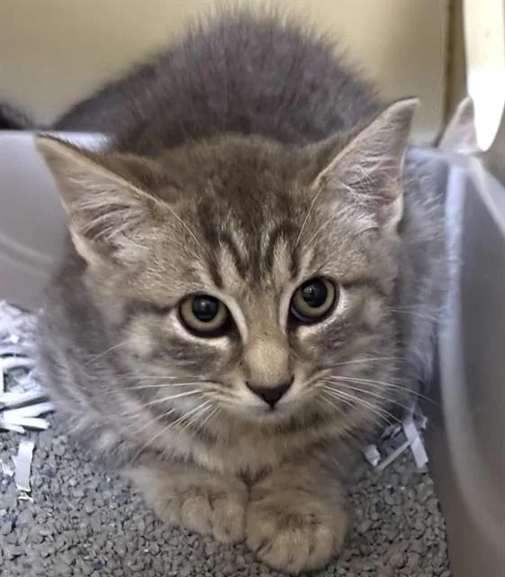 A baby medium-sized male Domestic Short Hair cat named Thistle for adoption in Boston, MA