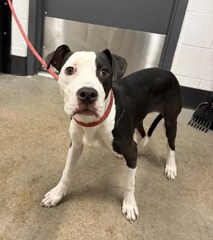 A baby medium-sized male Black Pit Bull Terrier dog named Picnic for adoption in Cleveland, OH