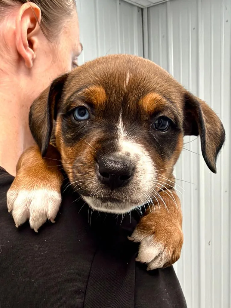 A baby small-sized female Cattle Dog dog named Reba pup for adoption in Muskegon, MI