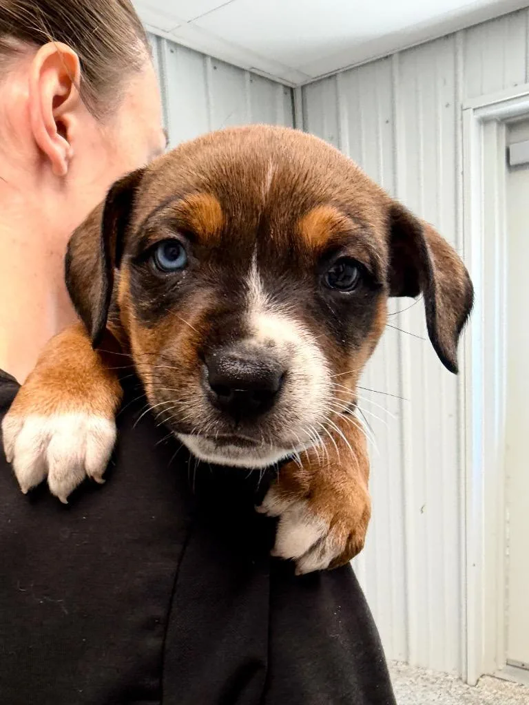Reba pup thumbnail 2