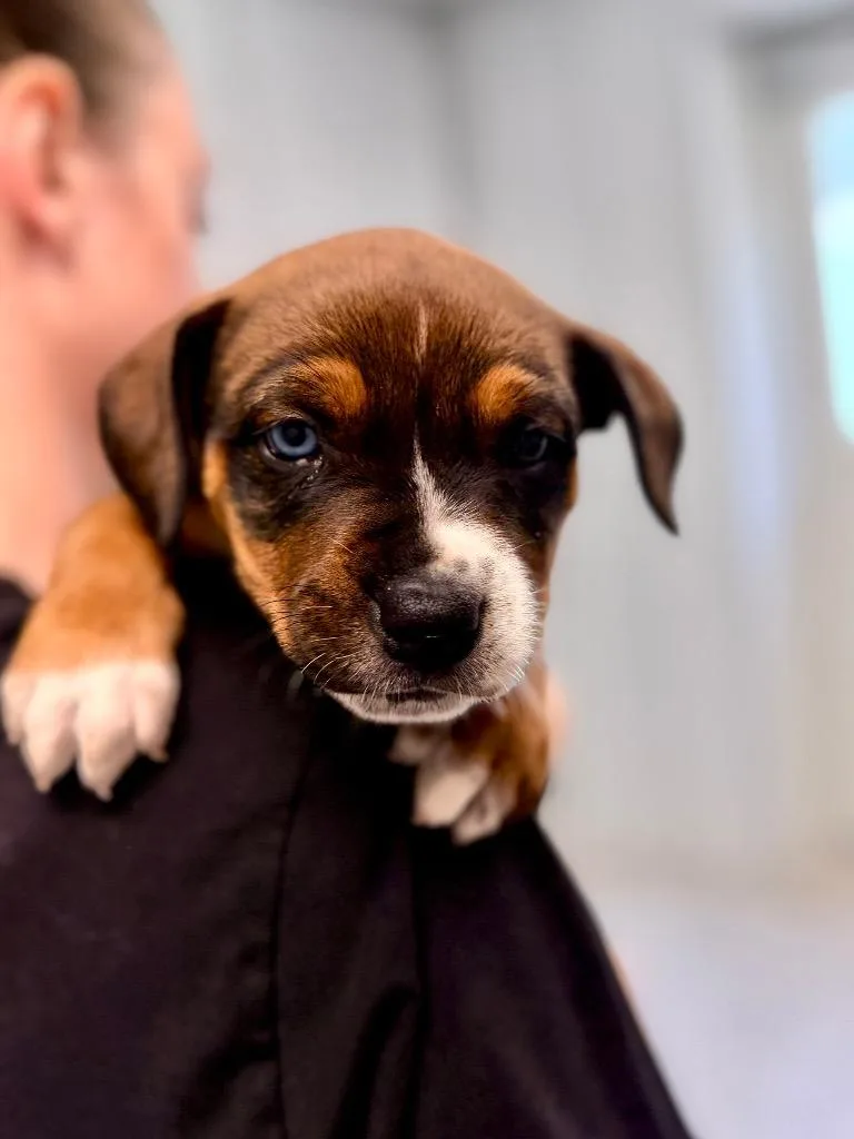 Reba pup thumbnail 3