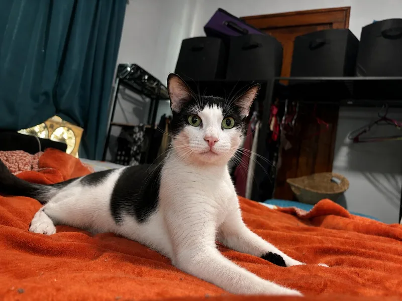 An adult medium-sized female Black & White / Tuxedo Domestic Short Hair cat named Missy for adoption in Rochester, NY