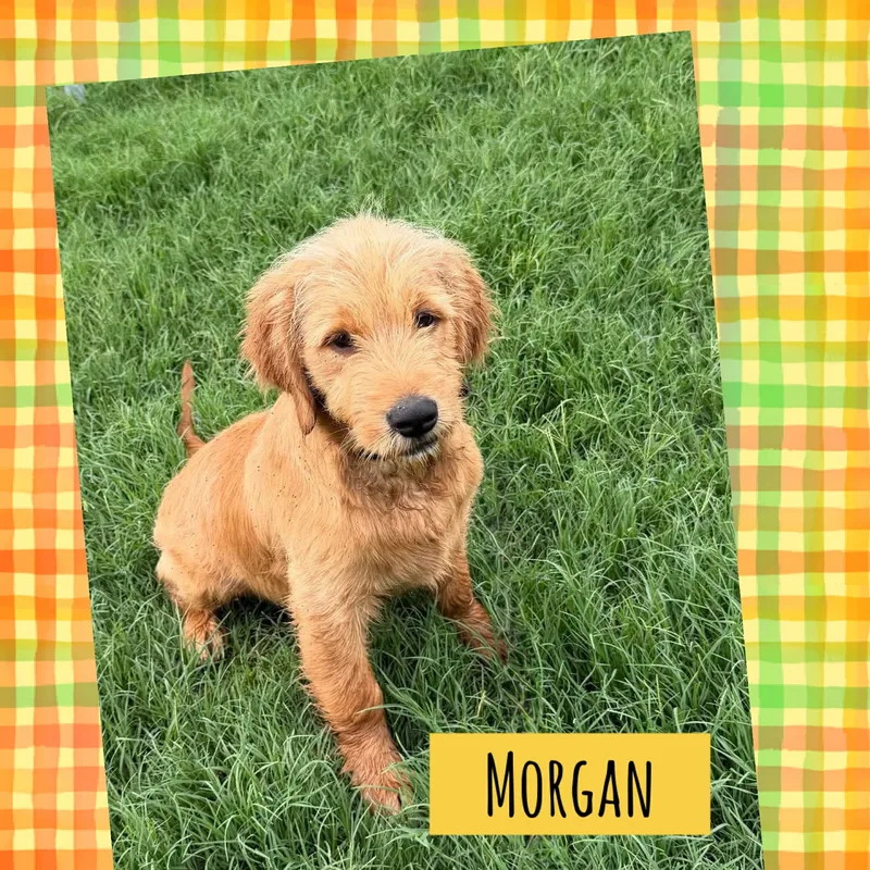 A baby large-sized male Labradoodle dog named Morgan for adoption in Hillsdale, NY