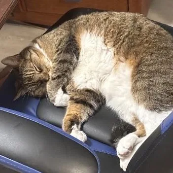 A senior medium-sized male Tabby (Brown / Chocolate) Tabby cat named Cookie for adoption in Laguna Woods, CA
