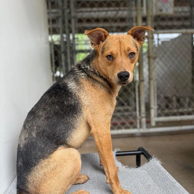 A young small-sized male Mixed Breed dog named Prince for adoption in Mount Gilead, NC