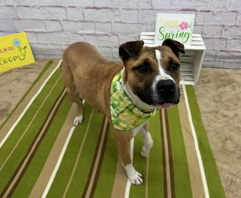 An adult medium-sized female Mixed Breed dog named Ocala for adoption in Detroit, MI