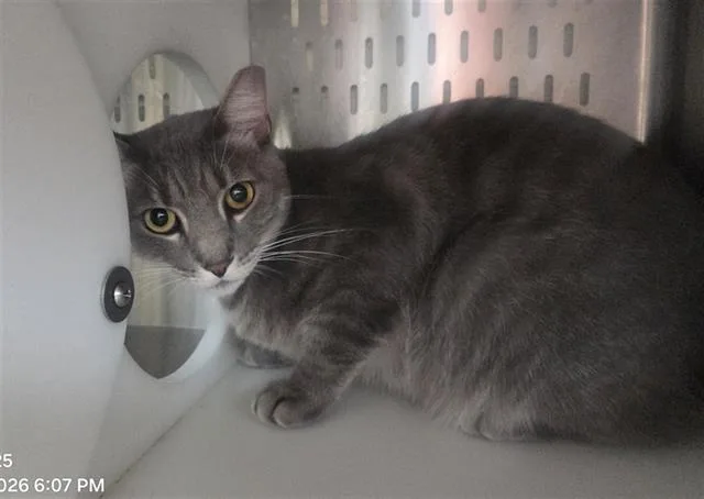 An adult small-sized male Domestic Short Hair cat named A for adoption in Orlando, FL
