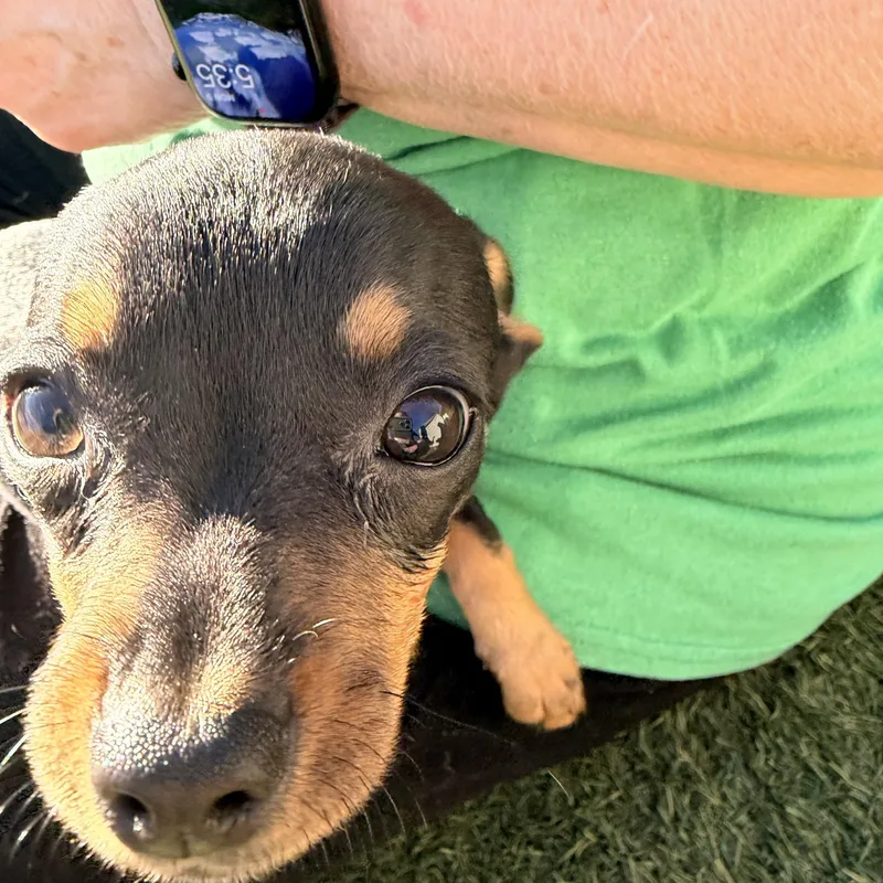 Ham  The Pizza thumbnail 2