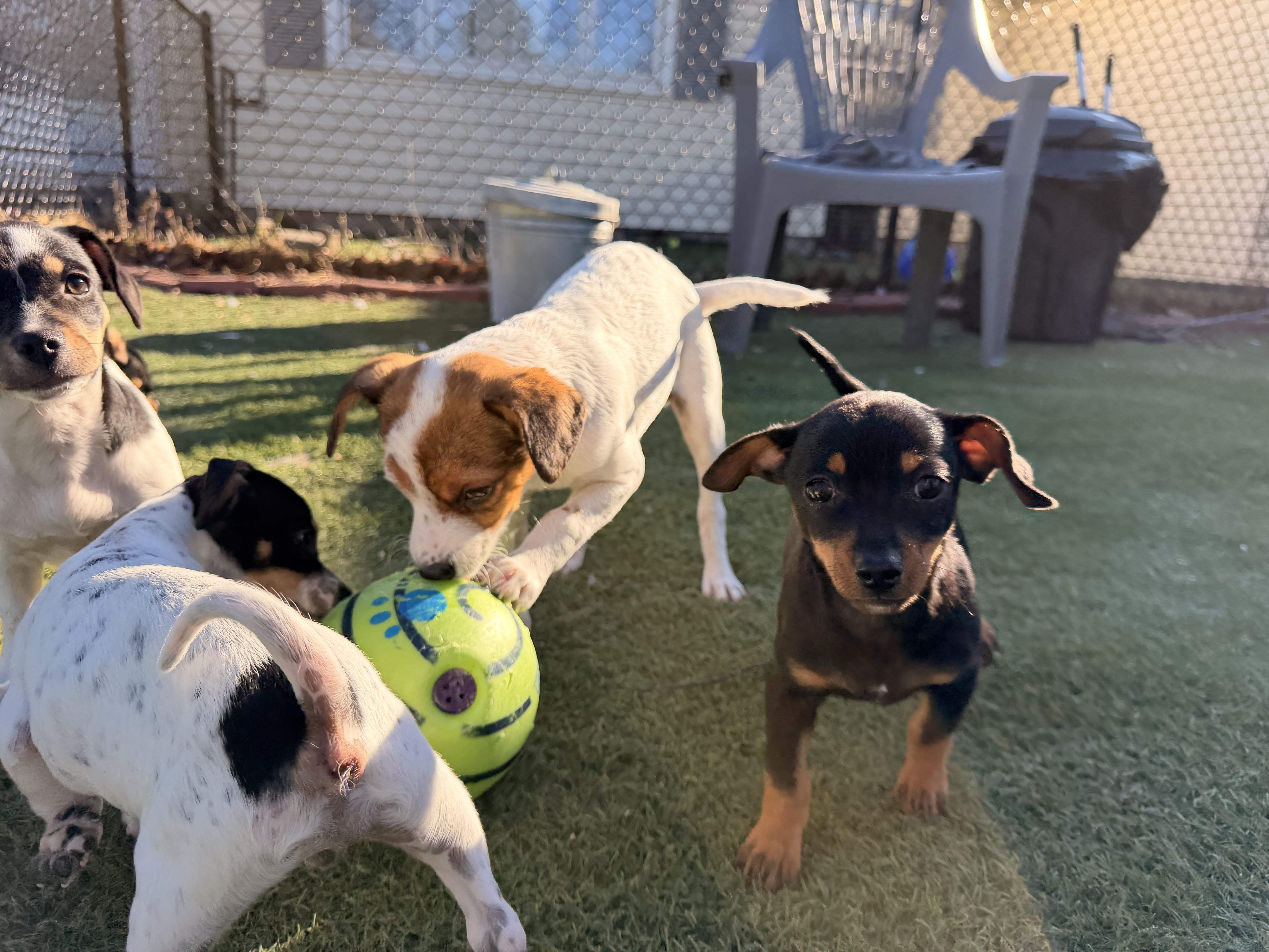 Ham  The Pizza thumbnail 3