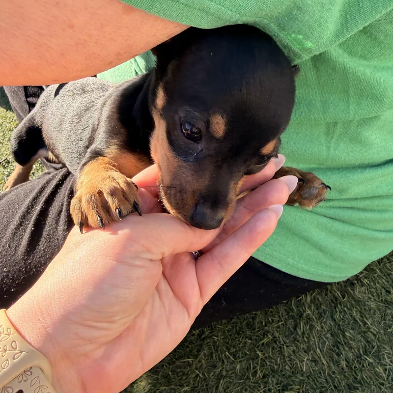 Ham  The Pizza thumbnail 4