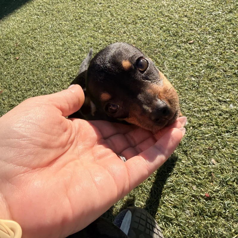 Ham  The Pizza thumbnail 5