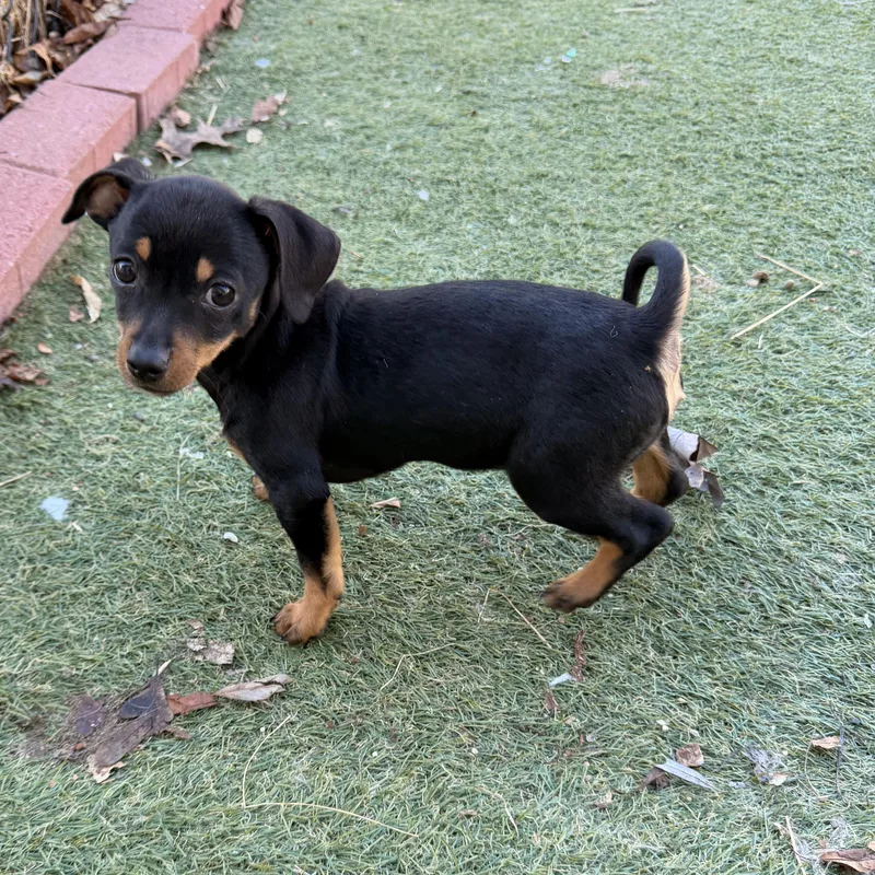 Ham  The Pizza thumbnail 6