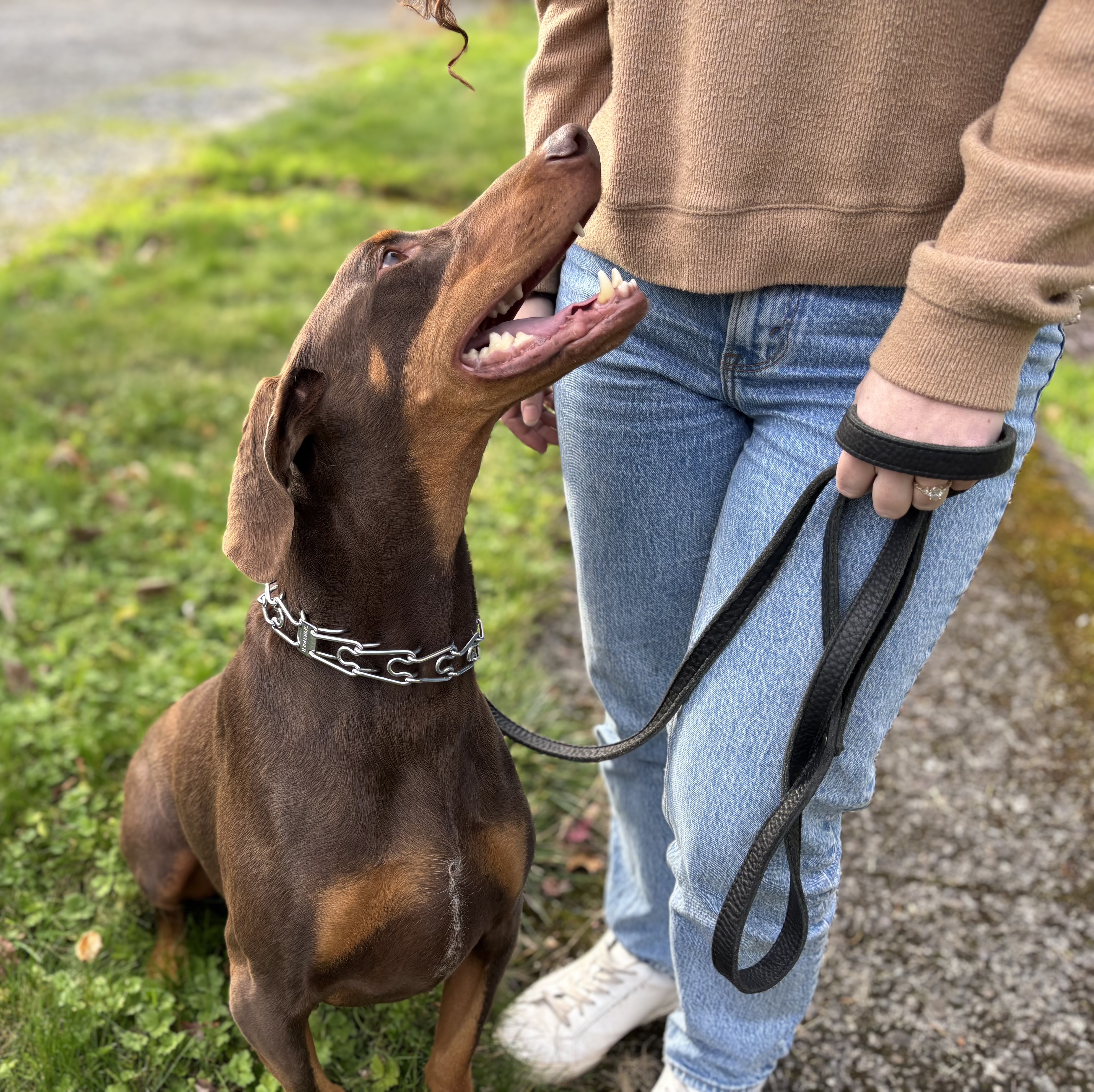 An adult medium-sized male Doberman Pinscher dog named Duncan for adoption in Snoqualmie, WA