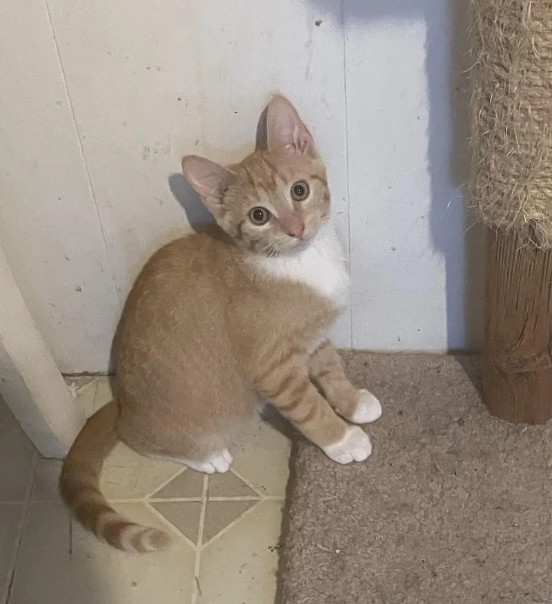 A baby small-sized male Orange & White Domestic Short Hair cat named Pumpkin for adoption in Troy, NY