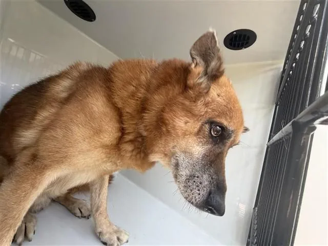 An adult large-sized male German Shepherd Dog dog named A for adoption in Houston, TX