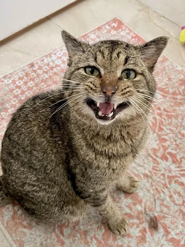 Bunny Boy thumbnail 2