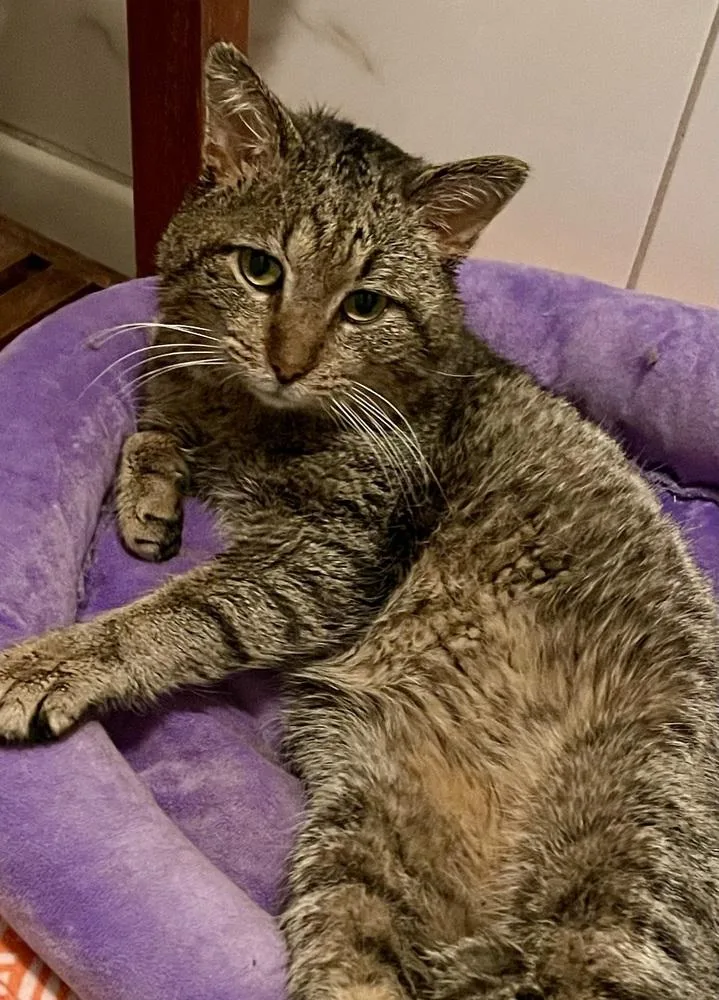 Bunny Boy thumbnail 3