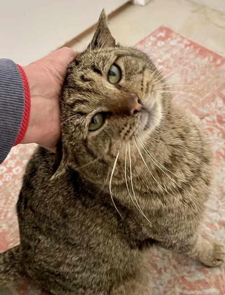 Bunny Boy thumbnail 6