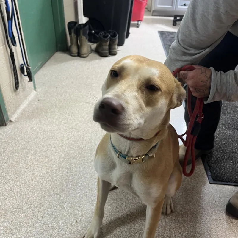 An adult medium-sized female Brown / Chocolate Terrier dog named Olive for adoption in Lewisburg, WV