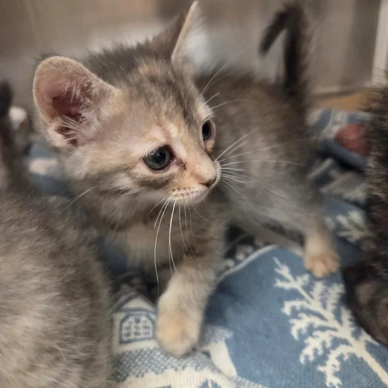 A baby small-sized female Gray / Blue / Silver Domestic Short Hair cat named Ritz for adoption in Lake Panasoffkee, FL