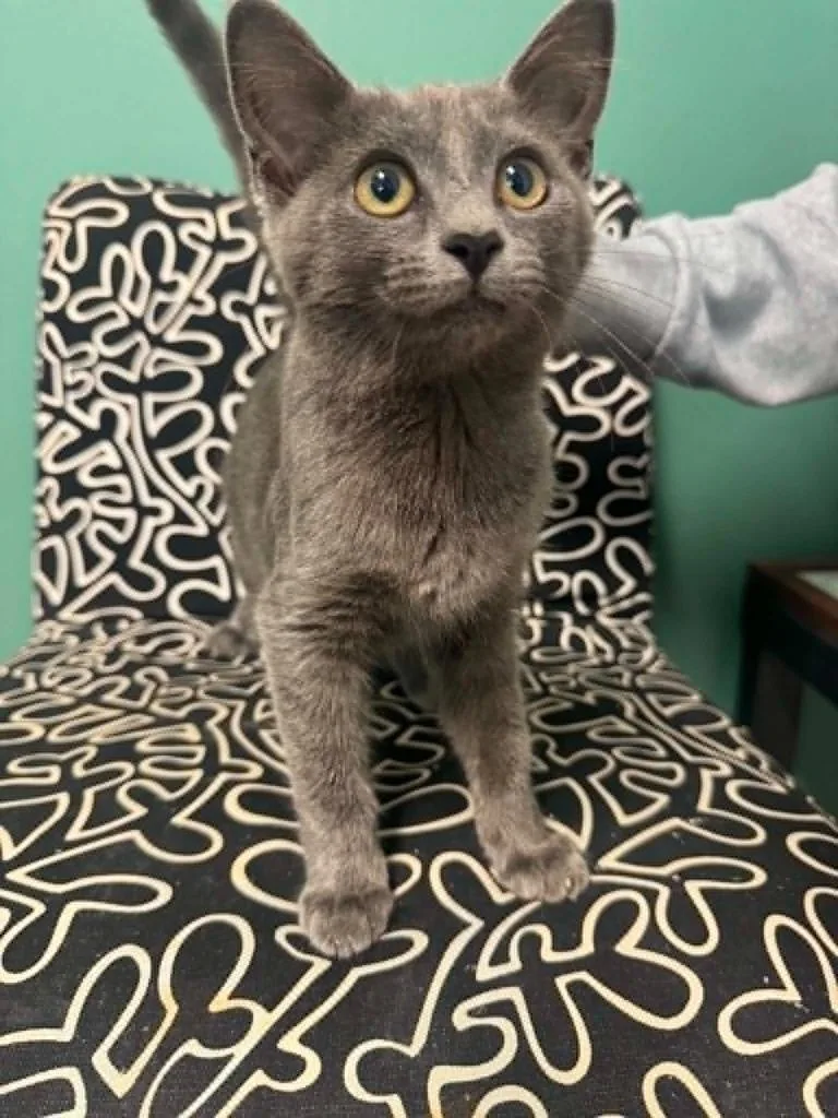 A baby medium-sized female Domestic Short Hair cat named Siren for adoption in Marion, OH