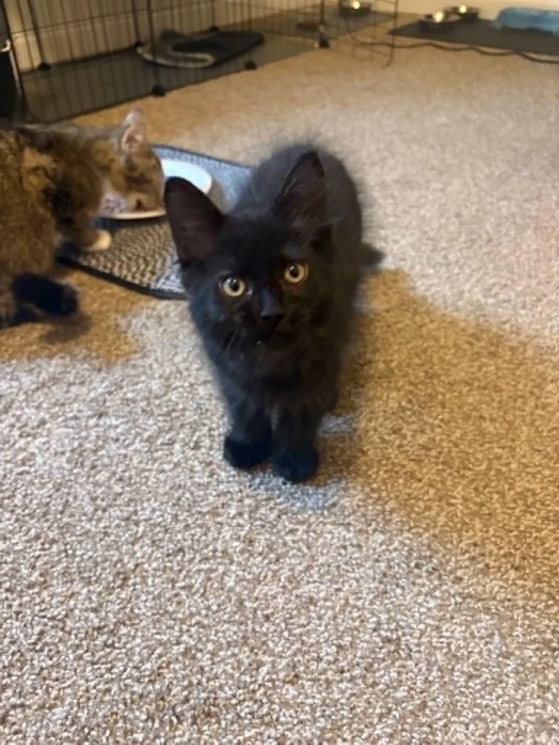 A baby medium-sized male Black Domestic Medium Hair cat named Ninja for adoption in Crown Point, IN