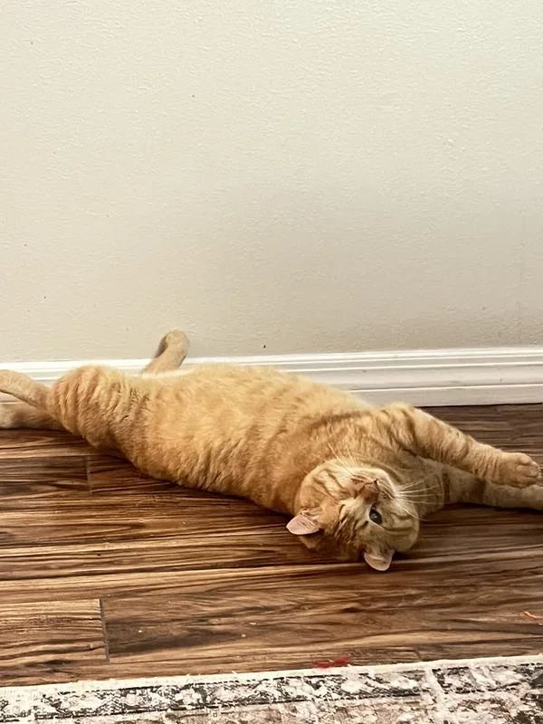 An adult medium-sized male Domestic Short Hair cat named Roy for adoption in Tampa, FL