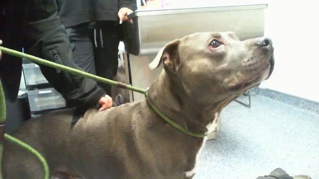 An adult medium-sized male Pit Bull Terrier dog named Thor for adoption in Charlotte, NC