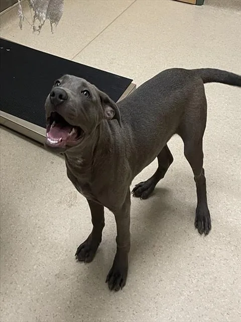 A baby large-sized male Great Dane dog named Buck Wild for adoption in Clyde, NC
