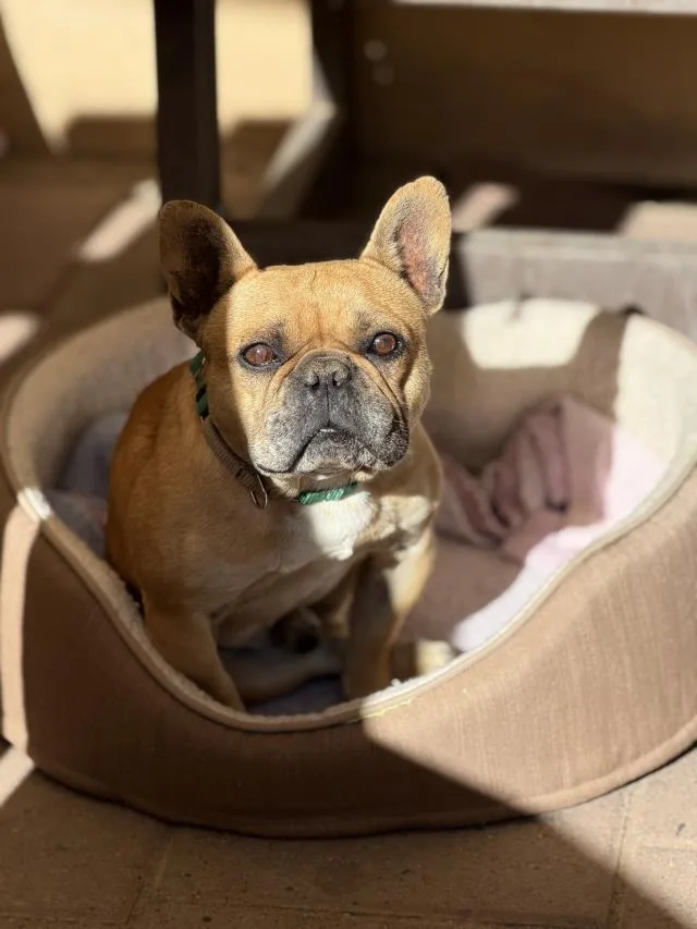 An adult small-sized male French Bulldog dog named Cisco for adoption in Santa Maria, CA